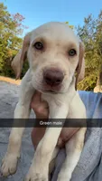 AKC White labrador retriever-dark Green Male, a male Labrador Retriever for sale in St. Stephen, SC – 8 of 8