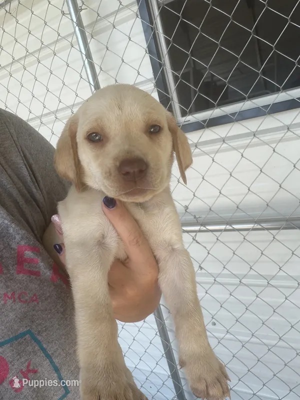 AKC Yellow labrador retriever-purple female – Labrador Retriever puppy for sale in St. Stephen, SC