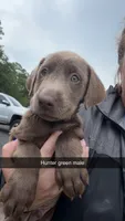 AKC Silver Labrador retriever-dark green male, a male Labrador Retriever for sale in St. Stephen, SC – 2 of 7