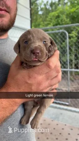 AKC Silver Labrador retriever – Labrador Retriever puppy for sale in St. Stephen, SC