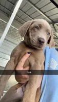 AKC Silver Labrador retriever-hot pink female, a female Labrador Retriever for sale in St. Stephen, SC – 10 of 10