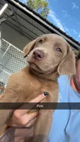 AKC Silver Labrador retriever-hot pink female, a female Labrador Retriever for sale in St. Stephen, SC – 4 of 10