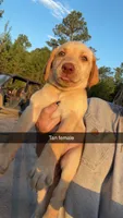 AKC Yellow labrador retriever-Tan collar Female, a female Labrador Retriever for sale in St. Stephen, SC – 6 of 6