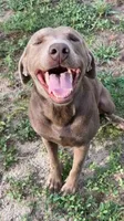 AKC White labrador retriever, a female Labrador Retriever for sale in St. Stephen, SC – 3 of 3
