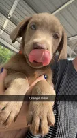 AKC Silver Labrador retriever-orange male, a male Labrador Retriever for sale in St. Stephen, SC – 6 of 7