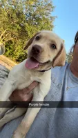 AKC Yellow labrador retriever-purple female, a female Labrador Retriever for sale in St. Stephen, SC – 6 of 7