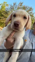 AKC White labrador retriever-Red Male, a male Labrador Retriever for sale in St. Stephen, SC – 6 of 6