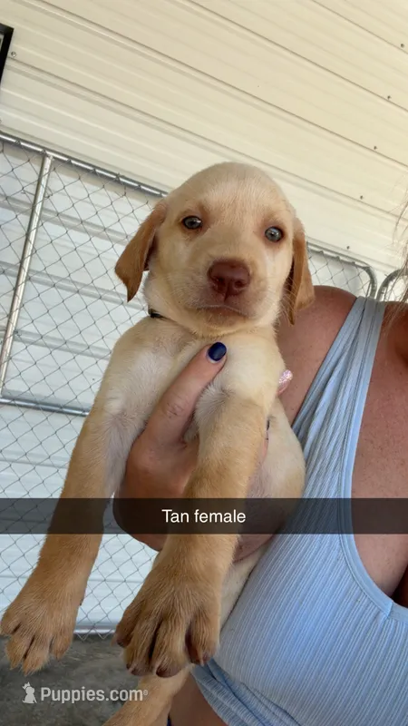 AKC Yellow labrador retriever-Tan collar Female – Labrador Retriever puppy for sale in St. Stephen, SC