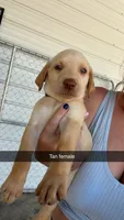AKC Yellow labrador retriever-Tan collar Female, a female Labrador Retriever for sale in St. Stephen, SC – 1 of 6