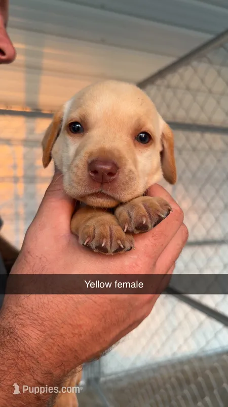 AKC Yellow lab – Labrador Retriever puppy for sale in St. Stephen, SC