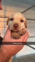 AKC Yellow lab-yellow collar female, a female Labrador Retriever for sale in St. Stephen, SC – 3 of 4