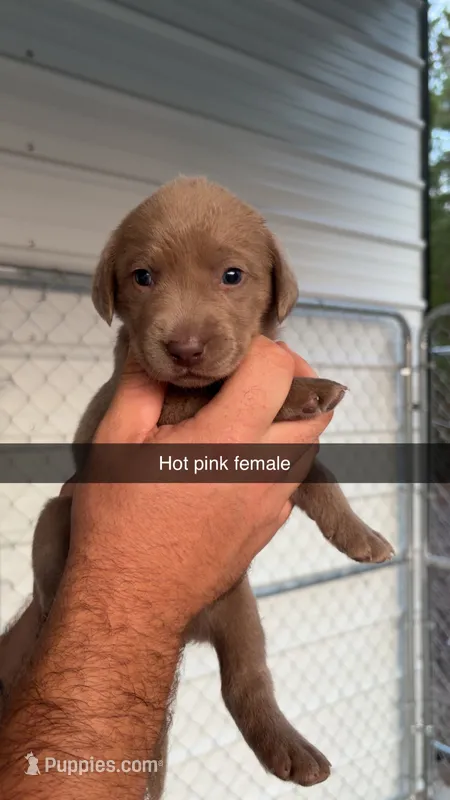 AKC Silver Labrador retriever – Labrador Retriever puppy for sale in St. Stephen, SC