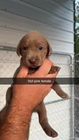AKC Silver Labrador retriever-hot pink female, a female Labrador Retriever for sale in St. Stephen, SC – 1 of 1