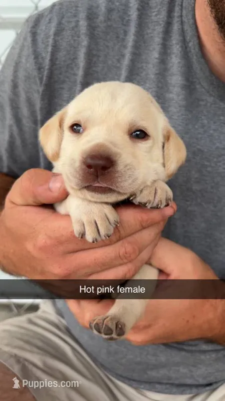 AKC White labrador retriever – Labrador Retriever puppy for sale in St. Stephen, SC
