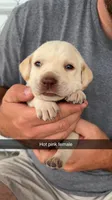 AKC White labrador retriever, a female Labrador Retriever for sale in St. Stephen, SC – 1 of 3