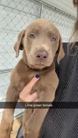 AKC Silver Labrador retriever-lime green female, a female Labrador Retriever for sale in St. Stephen, SC – 9 of 9