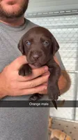 Akc Chocolate Labrador Retriever, a male Labrador Retriever for sale in St. Stephen, SC – 2 of 3