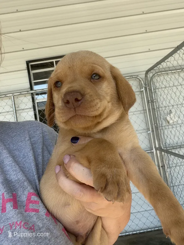 AKC Red Labrador Retriever-Blue Male – Labrador Retriever puppy for sale in St. Stephen, SC