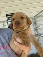AKC Red Labrador Retriever-Blue Male, a male Labrador Retriever for sale in St. Stephen, SC – 1 of 6