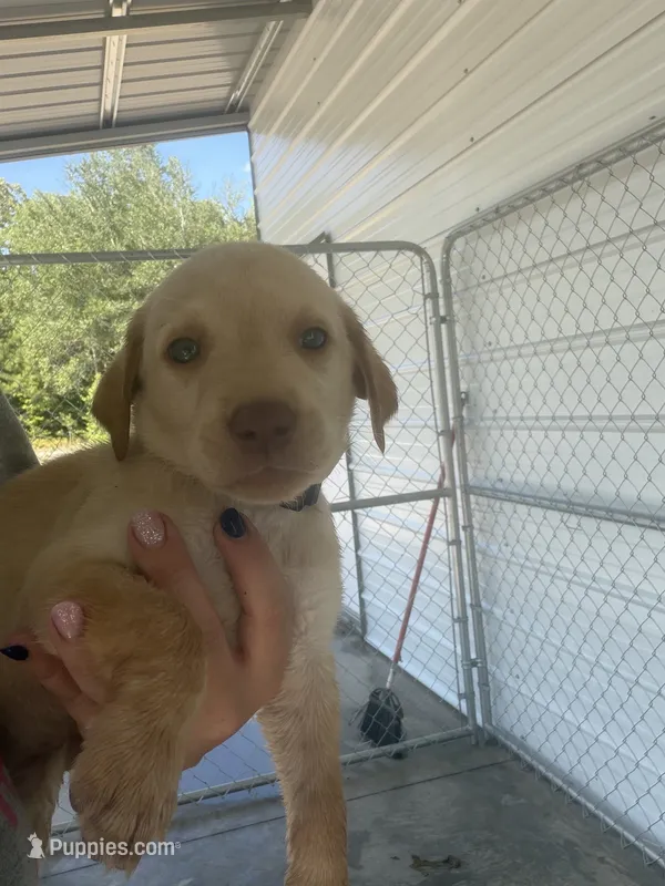AKC Yellow lab-yellow collar female – Labrador Retriever puppy for sale in St. Stephen, SC
