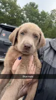 AKC Silver Labrador retriever-blue male, a male Labrador Retriever for sale in St. Stephen, SC – 2 of 5