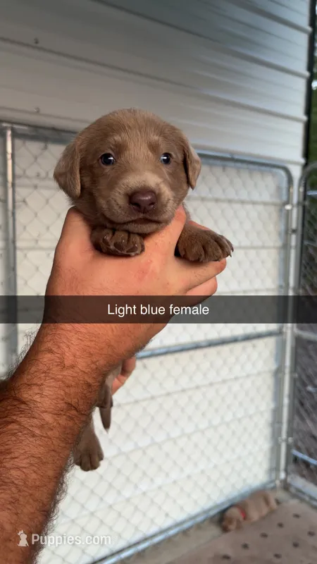 AKC Silver Labrador retriever – Labrador Retriever puppy for sale in St. Stephen, SC
