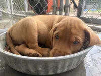 AKC Red Labrador Retriever-Blue Male, a male Labrador Retriever for sale in St. Stephen, SC – 7 of 8