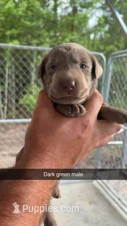 AKC Silver Labrador retriever – Labrador Retriever puppy for sale in St. Stephen, SC