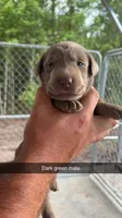 AKC Silver Labrador retriever, a male Labrador Retriever for sale in St. Stephen, SC – 1 of 3