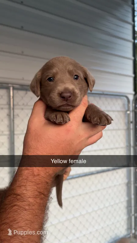 AKC Silver Labrador retriever – Labrador Retriever puppy for sale in St. Stephen, SC