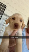 AKC Yellow labrador retriever-purple female, a female Labrador Retriever for sale in St. Stephen, SC – 1 of 7