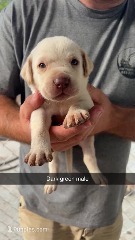 AKC White labrador retriever – Labrador Retriever puppy for sale in St. Stephen, SC