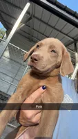 AKC Silver Labrador retriever-hot pink female, a female Labrador Retriever for sale in St. Stephen, SC – 8 of 10