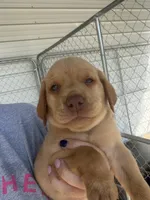 AKC Red Labrador Retriever-Blue Male, a male Labrador Retriever for sale in St. Stephen, SC – 2 of 6