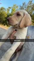 AKC White labrador retriever-Red Male, a male Labrador Retriever for sale in St. Stephen, SC – 5 of 6