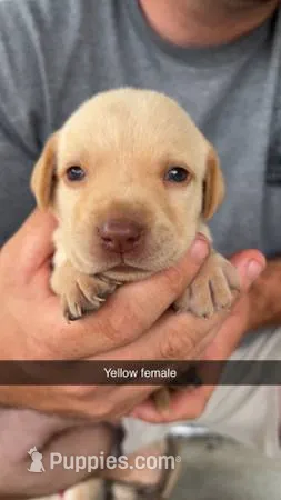 AKC Yellow lab – Labrador Retriever puppy for sale in St. Stephen, SC