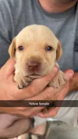 AKC Yellow lab, a female Labrador Retriever for sale in St. Stephen, SC – 1 of 3