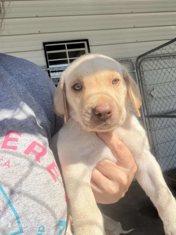AKC White labrador retriever-Red Male – Labrador Retriever puppy for sale in St. Stephen, SC