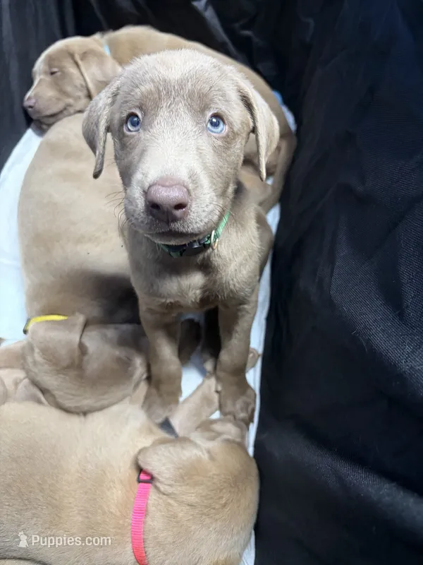 AKC Silver Labrador retriever-dark green male – Labrador Retriever puppy for sale in St. Stephen, SC