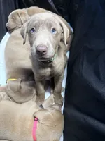 AKC Silver Labrador retriever-dark green male, a male Labrador Retriever for sale in St. Stephen, SC – 1 of 7