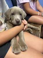 AKC Silver Labrador retriever-Red male, a male Labrador Retriever for sale in St. Stephen, SC – 1 of 7