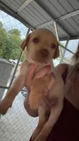 AKC Yellow lab-yellow collar female, a female Labrador Retriever for sale in St. Stephen, SC – 2 of 4