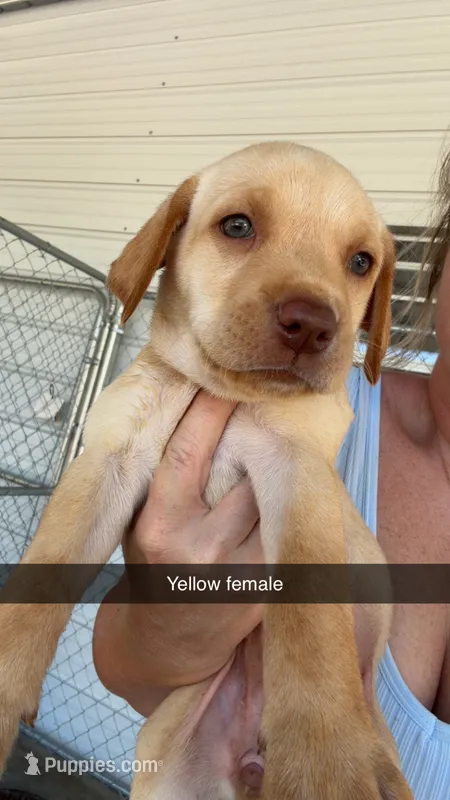 AKC Yellow lab-yellow collar female – Labrador Retriever puppy for sale in St. Stephen, SC