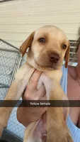 AKC Yellow lab-yellow collar female, a female Labrador Retriever for sale in St. Stephen, SC – 1 of 7