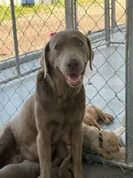 AKC Silver Labrador retriever, a female Labrador Retriever for sale in St. Stephen, SC – 2 of 3