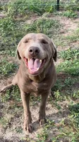 AKC Silver Labrador retriever-dark green male, a male Labrador Retriever for sale in St. Stephen, SC – 2 of 4