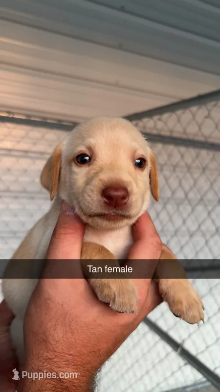 AKC Yellow labrador retriever – Labrador Retriever puppy for sale in St. Stephen, SC