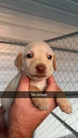 AKC Yellow labrador retriever-Tan collar Female, a female Labrador Retriever for sale in St. Stephen, SC – 3 of 3
