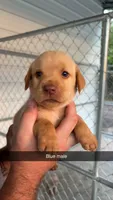 AKC Red Labrador Retriever-Blue Male, a male Labrador Retriever for sale in St. Stephen, SC – 6 of 6