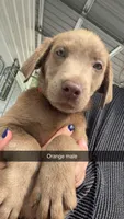 AKC Silver Labrador retriever-orange male, a male Labrador Retriever for sale in St. Stephen, SC – 7 of 7